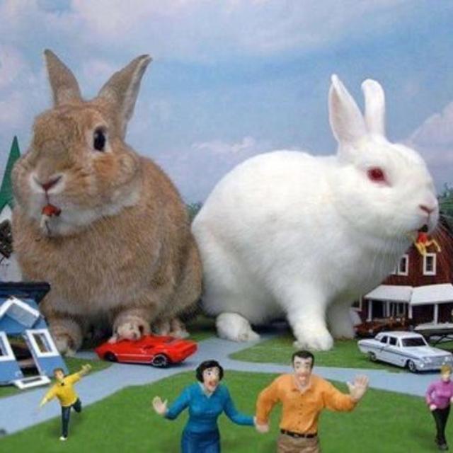 EP#2 THE KILLER BUNNIES - podcast episode cover