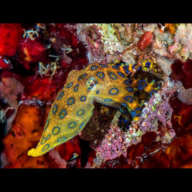Don't Touch the Blue-Ringed Octopus - podcast episode cover