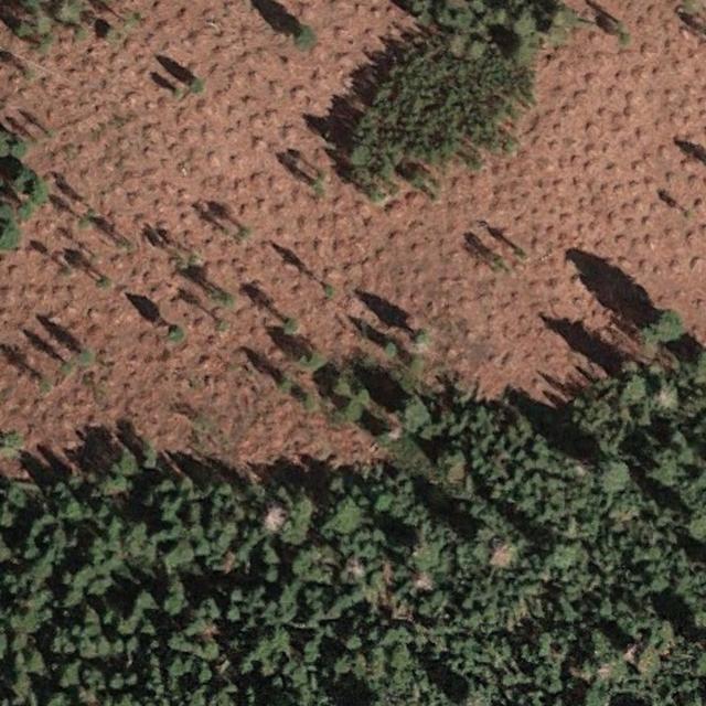 How do you increase forest restoration pace and scale? - podcast episode cover