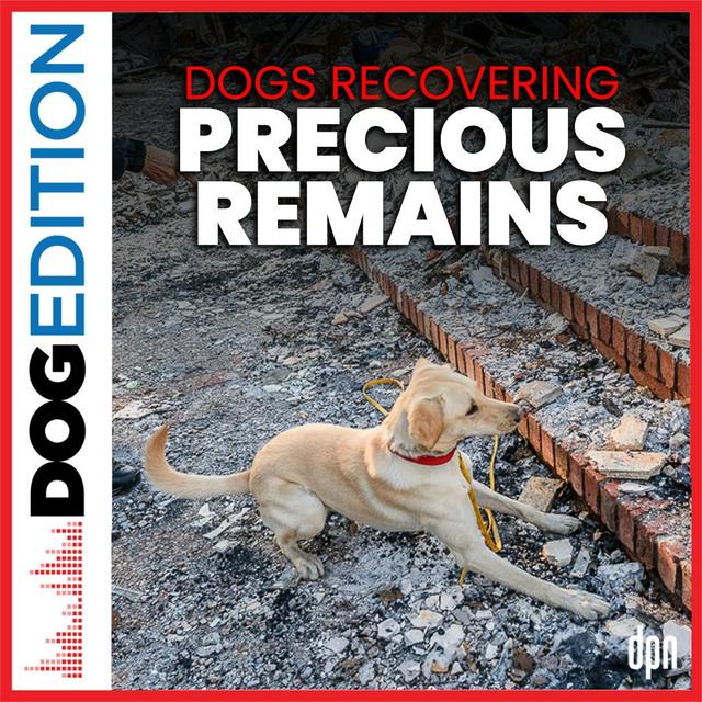 Dogs Recovering Precious Remains | Dog Edition #62 - podcast episode cover