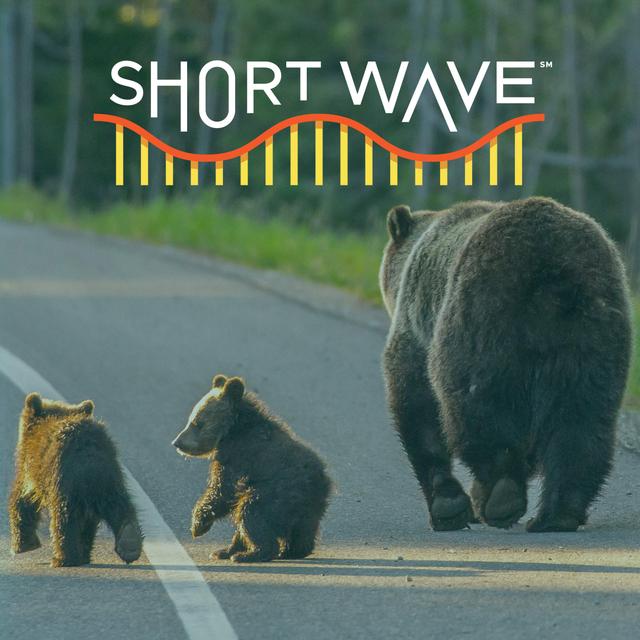 To Save The Grizzly Bear, You Gotta Think Like One - podcast episode cover