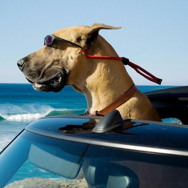 Episode #134 - Marmaduke - podcast episode cover