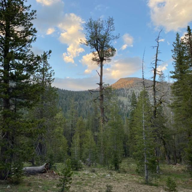 146: Tree Ears- Summer Night In The Forest In The Valley Of The North Fork Of The Sacramento River - podcast episode cover