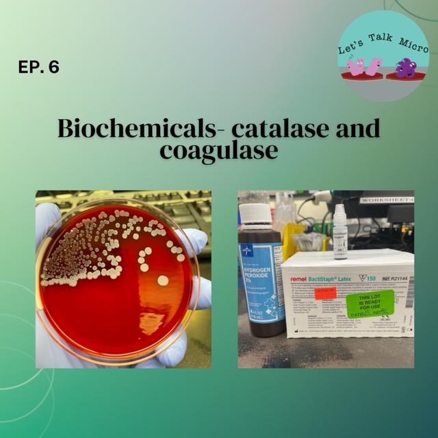 TBT: Biochemicals- catalase and coagulase - podcast episode cover