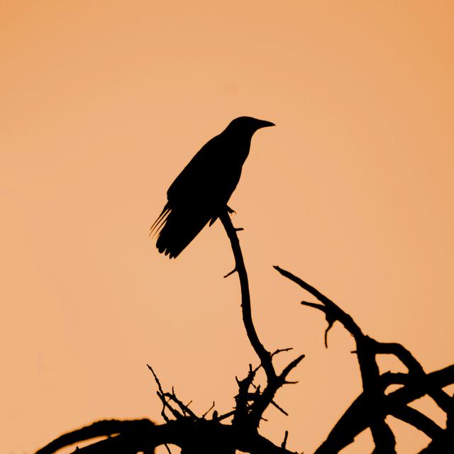 For Some Crows, Migration Is Optional - podcast episode cover