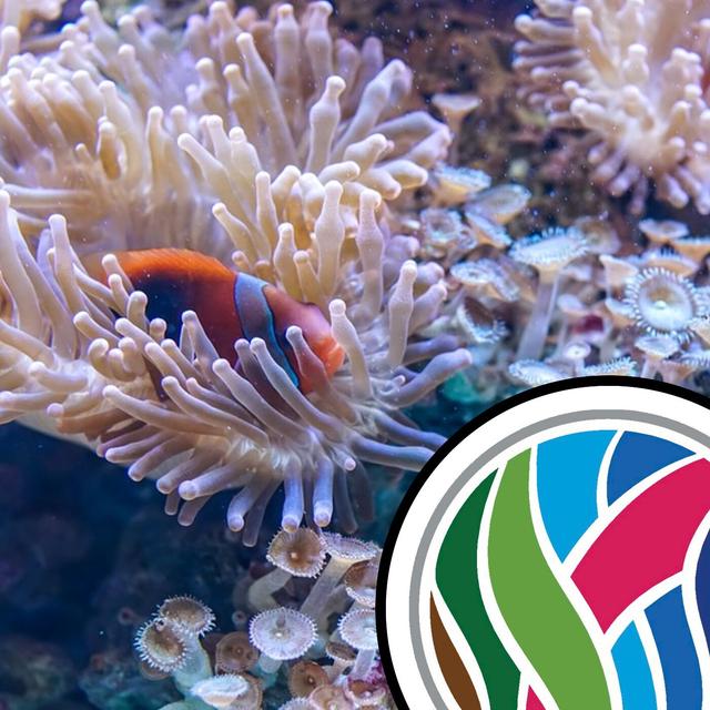 Can Corals Resist Bleaching? - podcast episode cover