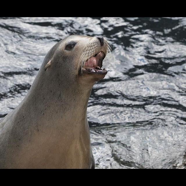 Episode 178: Cruising w/California Sea Lions - podcast episode cover