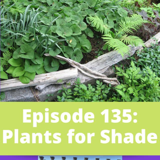 Plants for Shade - podcast episode cover