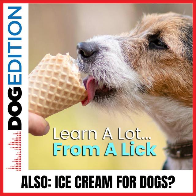 Learn A Lot From A Lick | Ice Cream for Dogs? | Dog Edition #29 - podcast episode cover