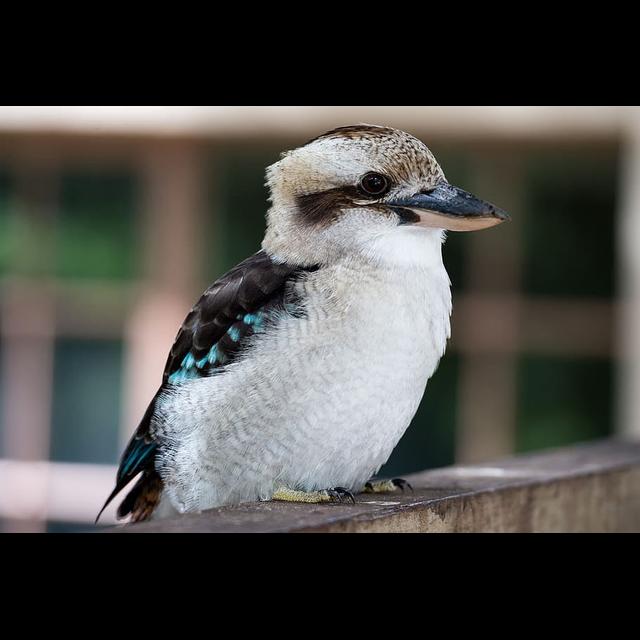 Episode 244: Krazy for Kookaburras - podcast episode cover