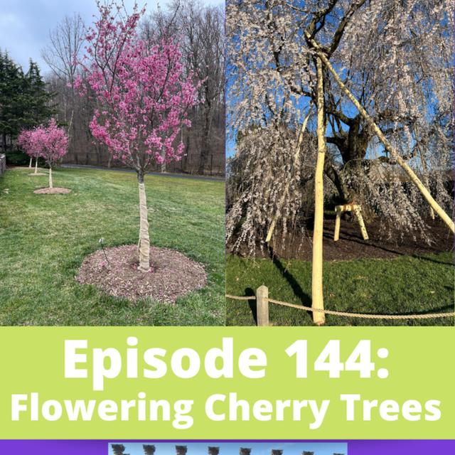 Flowering Cherry Trees - podcast episode cover