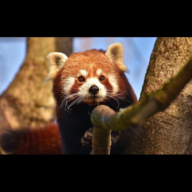 Episode 165: The Firefox, aka, The Red Panda - podcast episode cover