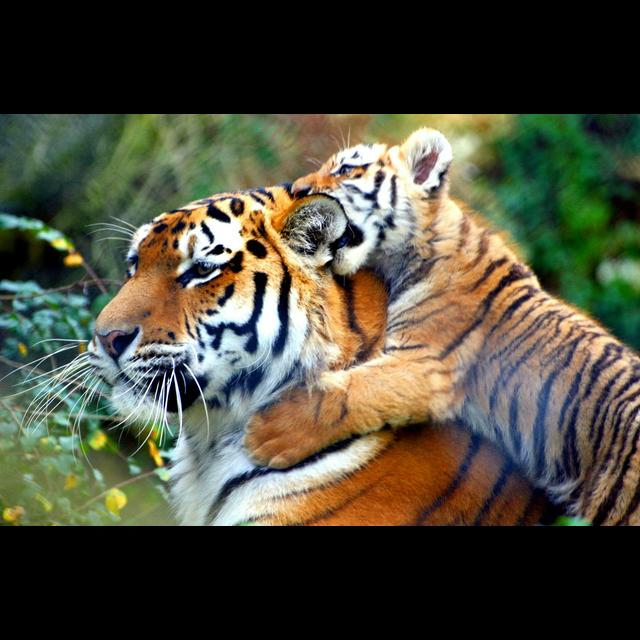 Episode 85: Tigers, Vanishing from Existence Part II - podcast episode cover