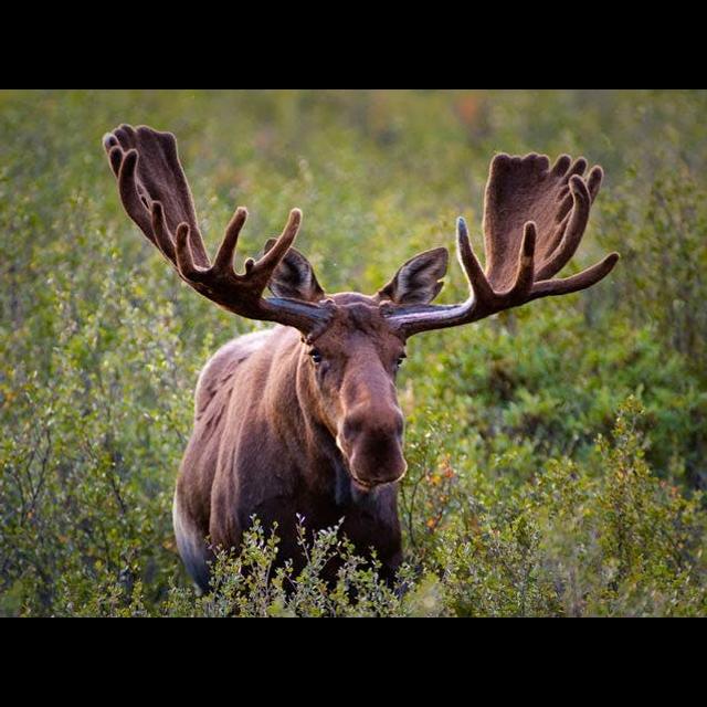 Episode 139: Massive Moose Podcast - podcast episode cover