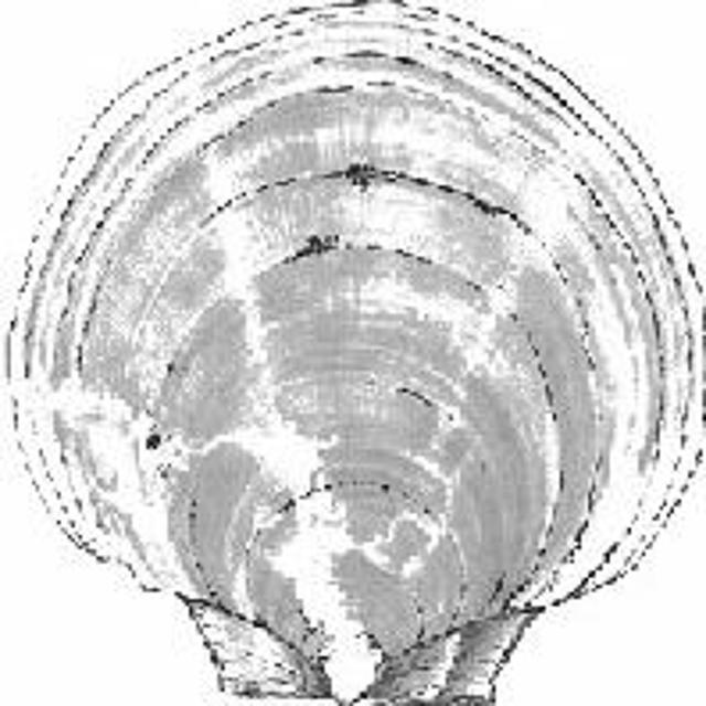 The Maine Scallop Lottery - podcast episode cover