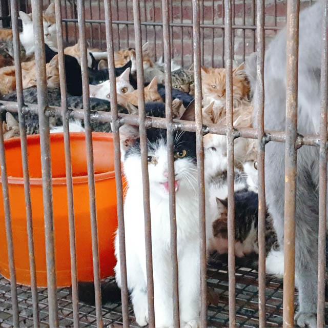 E765.爱猫失踪后，我只身一人揭开屠猫黑色产业链 - podcast episode cover