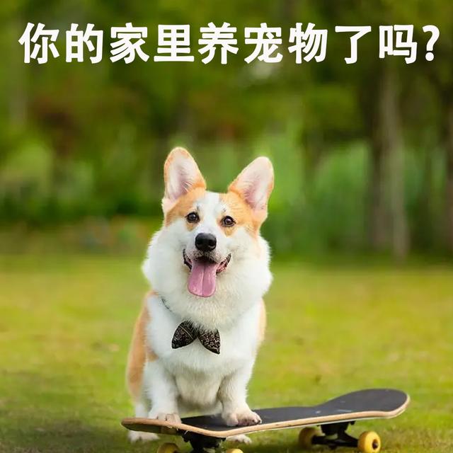 你的家里养宠物了吗? Do you have any pets at home? - podcast episode cover