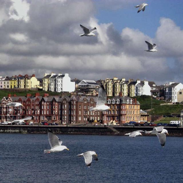 HERRING GULLS - podcast episode cover
