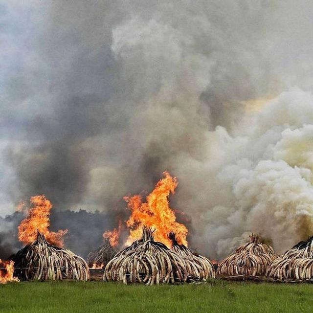 ANDREA CROSTA on the World of Wildlife Crime /113 - podcast episode cover