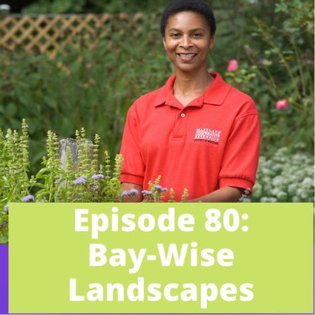Bay-Wise Landscapes - podcast episode cover