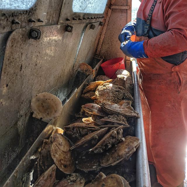 Scallop Electronic Monitoring in the Gulf of Maine - podcast episode cover