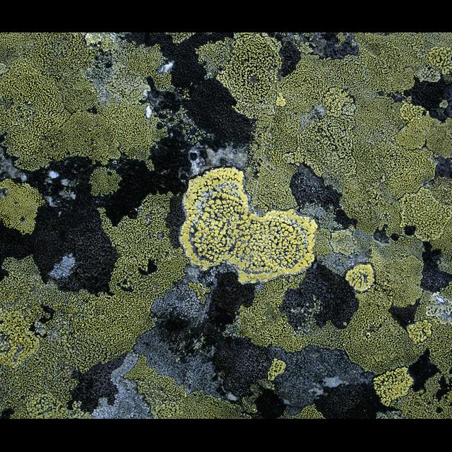 Some Lichen Fungi Let Genes Go Bye - podcast episode cover