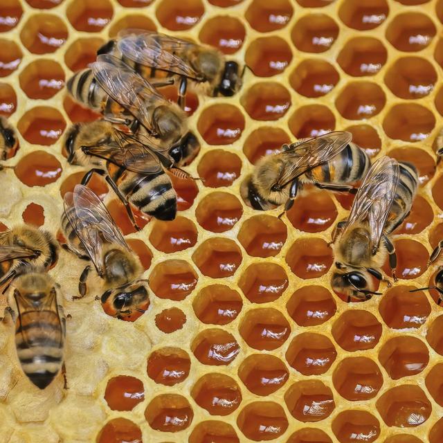 Bienen - Die geliebten Tiere - podcast episode cover
