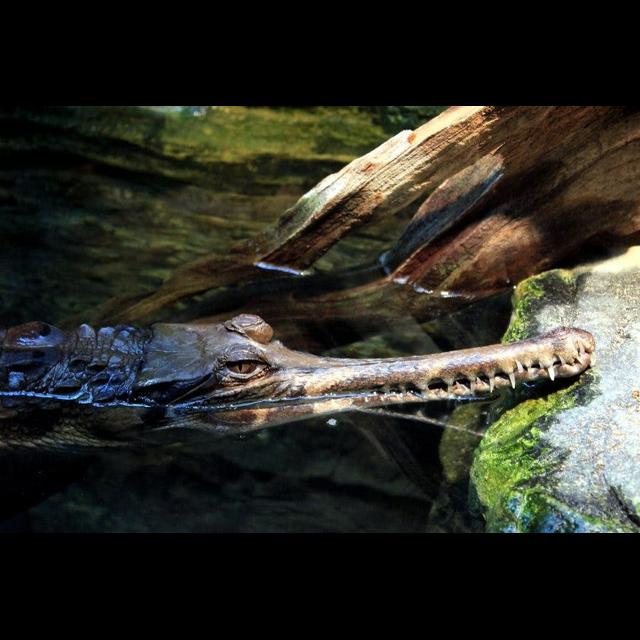 Episode 318: Almost Gone, the Gharials - podcast episode cover