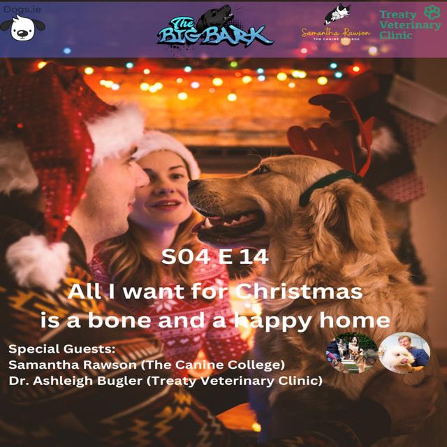 The Big Bark S04 E 14- Episode #74 - All I want for Christmas is a bone and a happy home - podcast episode cover