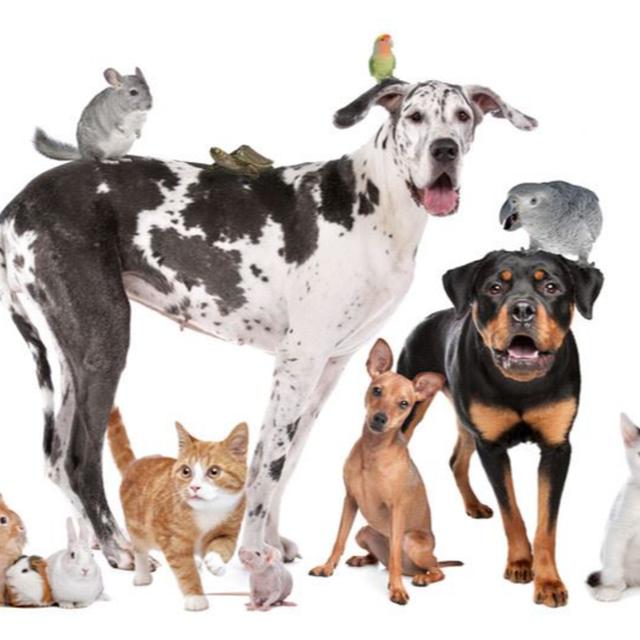 PPG Advocacy Panel - Top Ten Things We Can Do to Help Veterinarians Help Us Help Our Pets - podcast episode cover