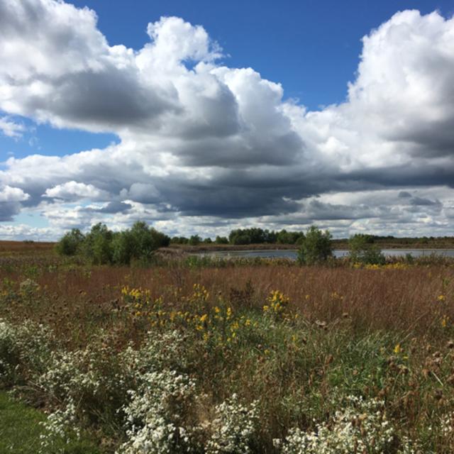 Midwestern Native Prairies - podcast episode cover