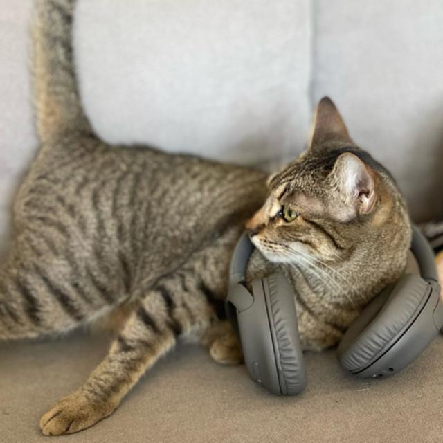 Here I just talk about what this podcast is about and also I talk what’s my problems as well.  - podcast episode cover
