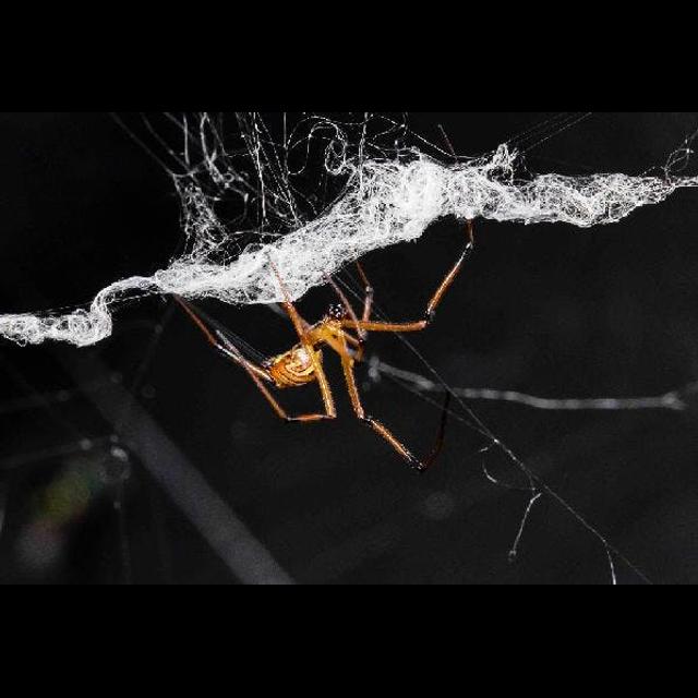 Male Black Widows Poach Rivals' Approaches - podcast episode cover