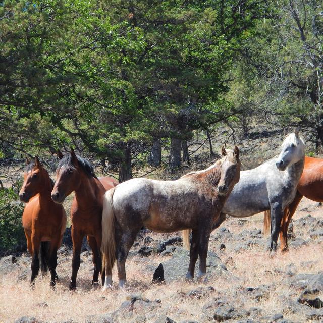 Wild Horses Could Keep Wildfire At Bay - podcast episode cover