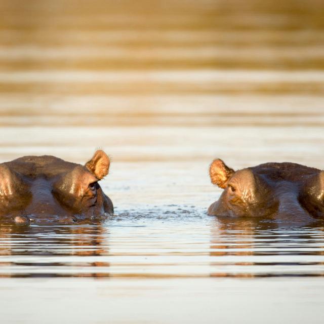 Pablo Escobar's Hippos Could Endanger Colombian Ecology - podcast episode cover