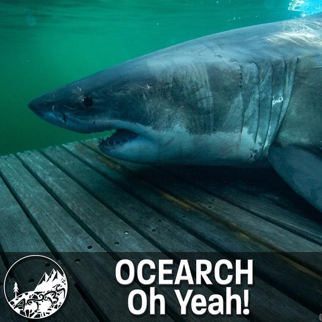 #3 - ATBS - OCEARCH Oh Yeah! - With Chris Fischer - podcast episode cover
