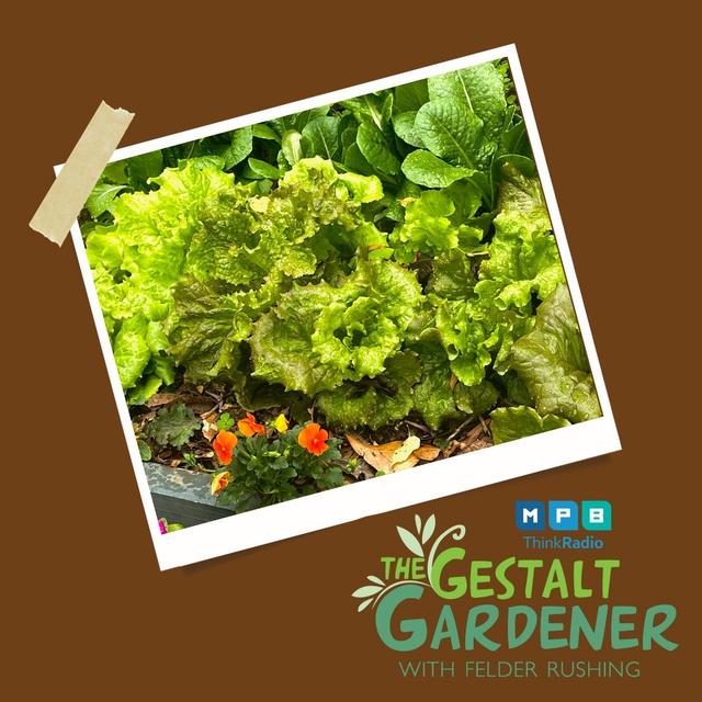 The Gestalt Gardener | Smug Lessons - podcast episode cover