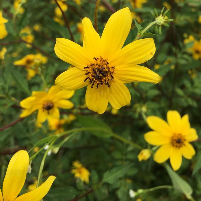 5 Native Plants that Bloom in the Late Fall - podcast episode cover