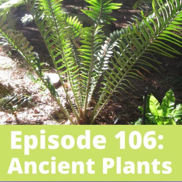 Ancient Plants - podcast episode cover