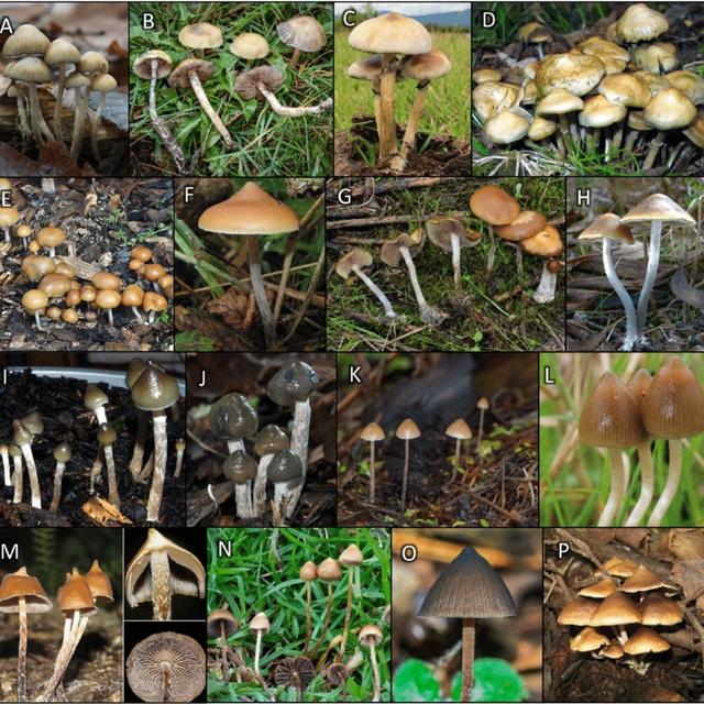 Oaxaca Cloud Forests/The Entheome Project Part 2 - podcast episode cover