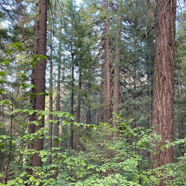 150: Tree Ears- Rainy Autumn Night In The Forest - podcast episode cover