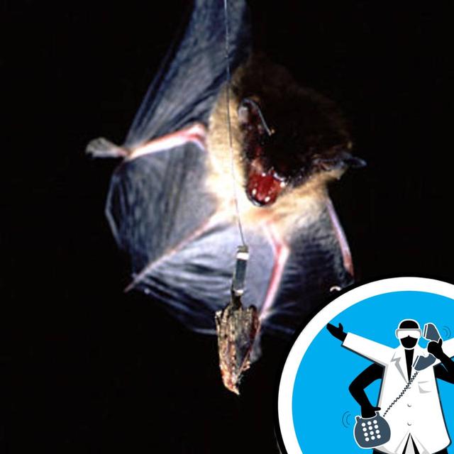 Why do bats dangle upside down? - podcast episode cover