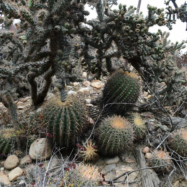 Southern California Landscaping Nightmare, Cholla As a Weapon, Borderwall Botany, etc - podcast episode cover