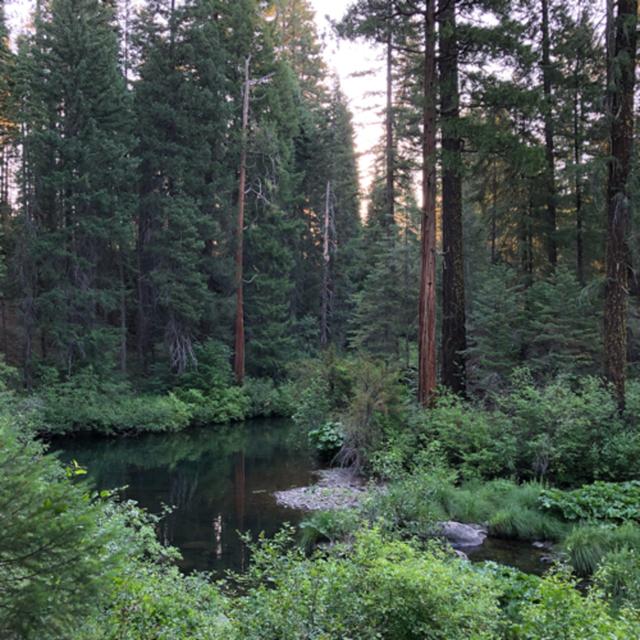 Episode 43: Summer Morning on the Upper McCloud River - podcast episode cover