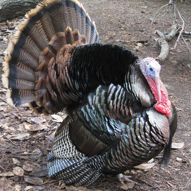 Wild Turkeys: A Conservation Success Story, Where We Are Now, and What We Can Do - podcast episode cover