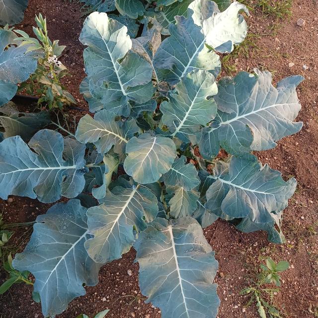 Ep483_B: Agricultura; Blazar; Agujero Negro Cuántico; Publicaciones y Coautoría - podcast episode cover