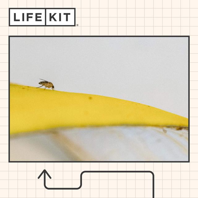 Fruit flies don't appear out of nowhere. Here's how to get rid of them - podcast episode cover