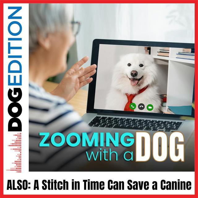 Zooming with Dogs | A Stitch in Time Can Save a Canine | Dog Edition #15 - podcast episode cover