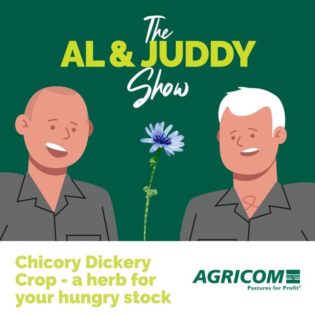Chicory dickery crop - a herb for your hungry stock - podcast episode cover