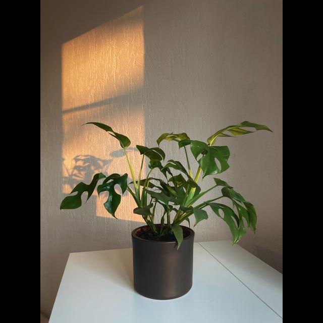 Episode 7- The toughest indoor plants - podcast episode cover